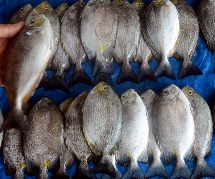 5 Tips Mudah Memilih Ikan Segar